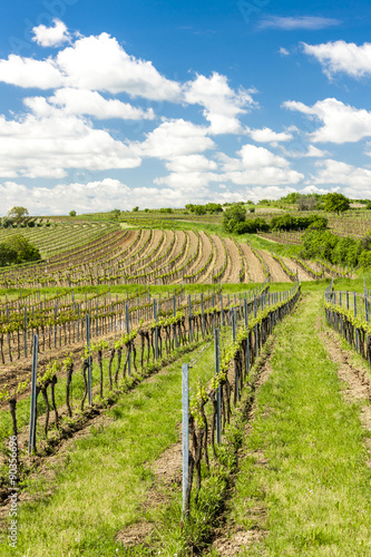 view of vineyard near Retz, Lower Austria, Austria