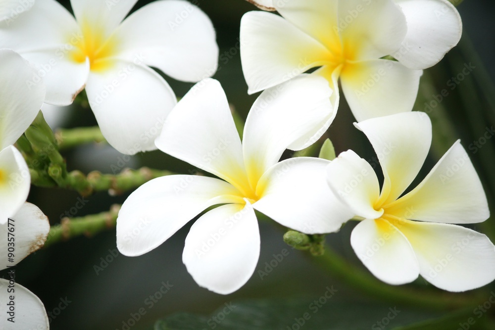 Fototapeta premium White frangipani flower on tree