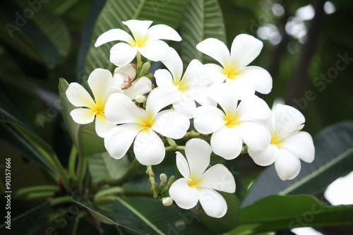 White frangipani flower on tree © Successo images