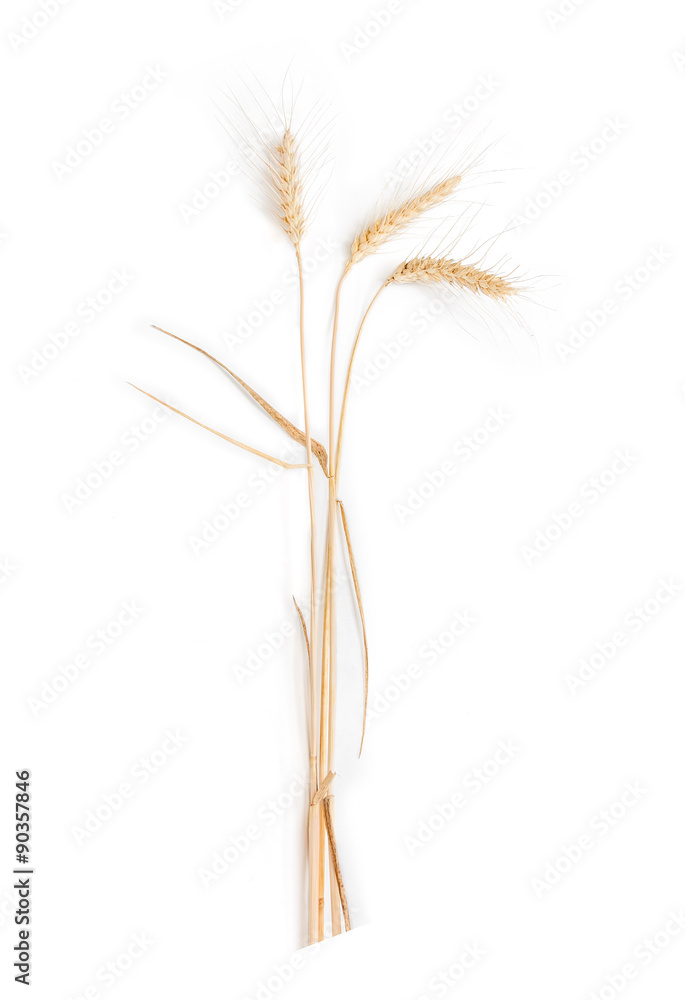 Fototapeta premium Three stems of wheat with spikelet on a light background