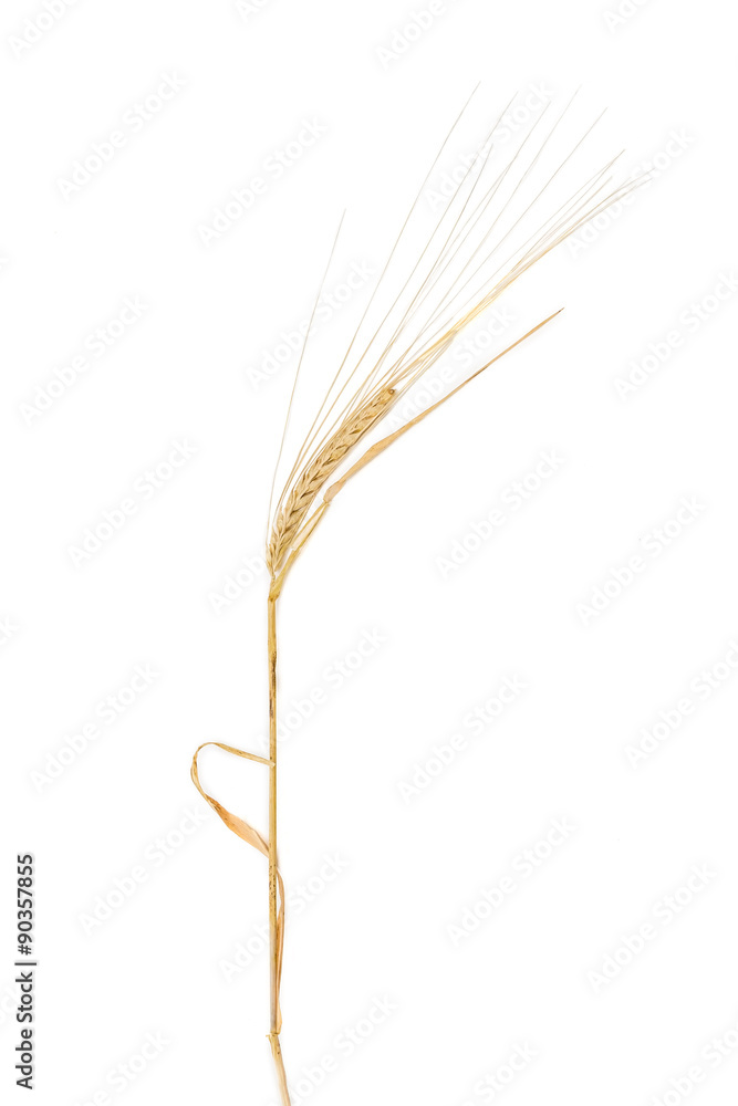 Fototapeta premium Stem of barley with spikelet on a light background
