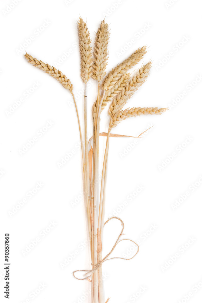 Bunch of wheat ears on a light background Bunch of wheat ears on a light background