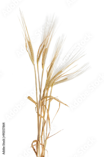 Several stems of barley with spikelet on a light background