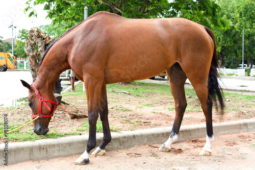 Nakhonratchasima, THAILAND - July 30, 2015 : Horse race eat gras