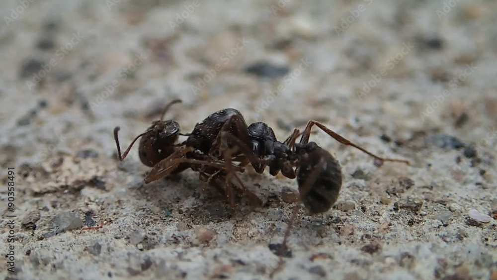 Ant trying to kill another ant Ant trying to kill another ant