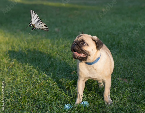Photography the puppy pug on grass is watching on butterfly, known as papilionidae