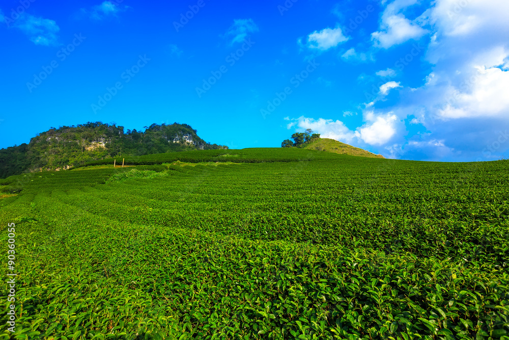 Beautiful fresh green tea plantation in Moc Chau dicstric, Son La province, Vietnam 