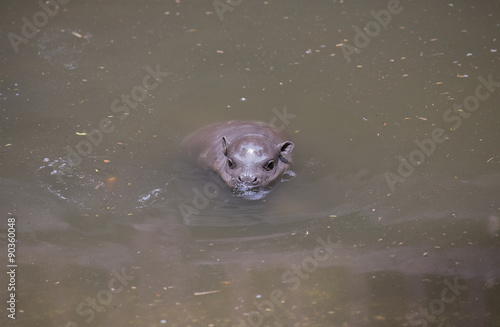 Baby Pygmy hippopotamus with mother photo