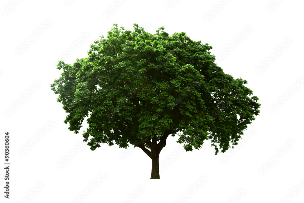 Old big tree isolated white background. Old big tree isolated white background.