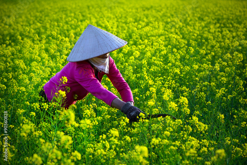  An unidentified woman harvest Yellow brassica campestris in Moc Chau, Son La, Vietnam