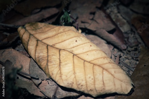 Dried leaves