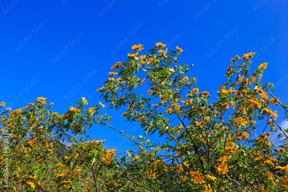 Mexican sunflower or Tithonia diversifolia on blue sky Mexican sunflower or Tithonia diversifolia on blue sky