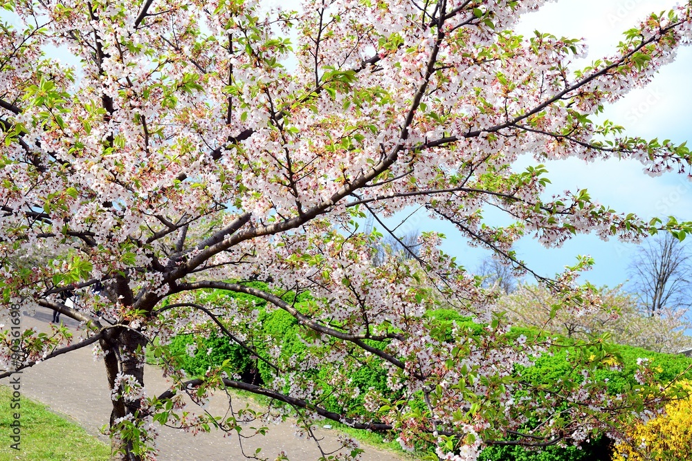 Beautiful pink cherry blossom in Vilnius city Beautiful pink cherry blossom in Vilnius city