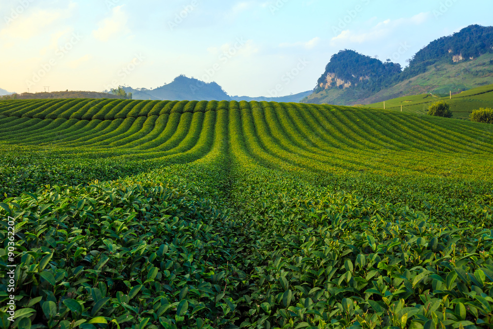 Beautiful fresh green tea plantation in Moc Chau dicstric, Son La province, Vietnam Beautiful fresh green tea plantation in Moc Chau dicstric, Son La province, Vietnam