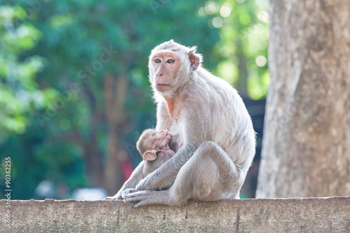 Mother Crab-eating macaque feeding her baby on concrete fence in concrete © pittawut