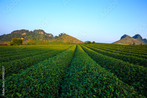 Beautiful fresh green tea plantation in Moc Chau dicstric  Son La province  Vietnam 