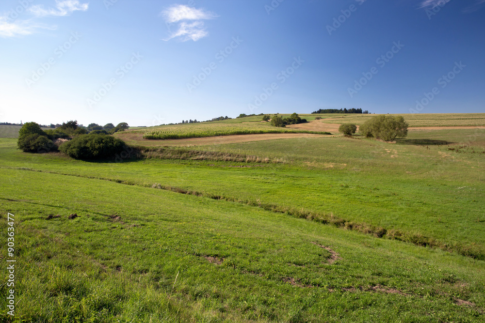 summer rural summer landscape