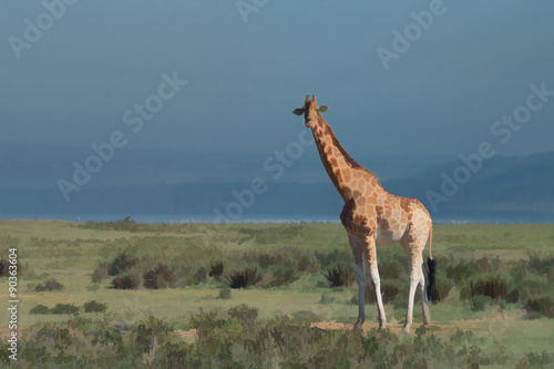 Ugandan giraffe   Giraffa camelopardalis rothschildi  