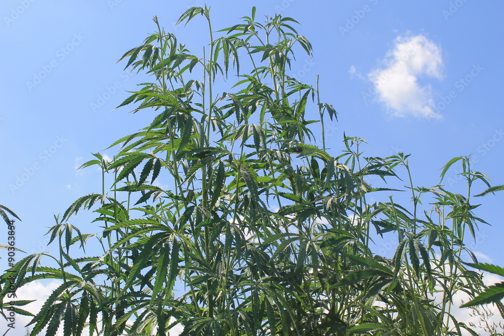 Fototapeta premium Cannabis