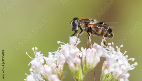 Bee on flower © michaklootwijk