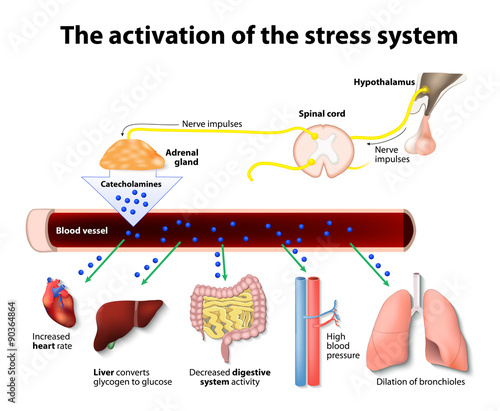 Activation of the stress system