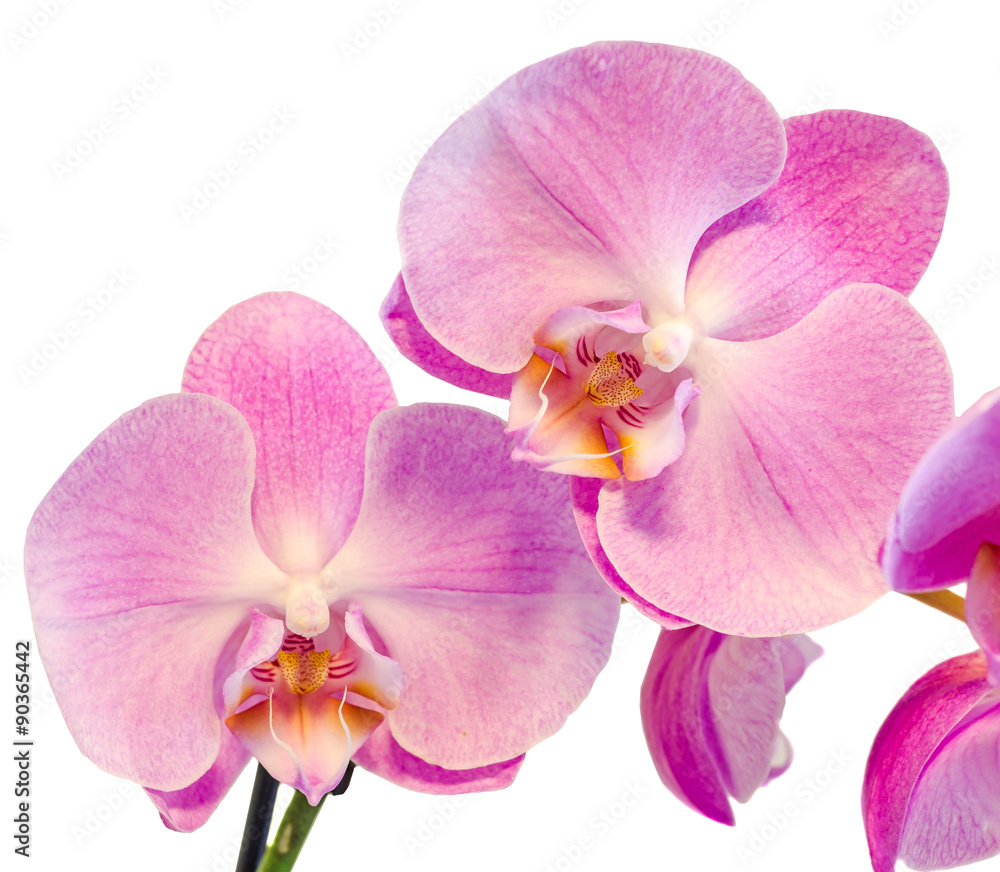 Purple, pink branch orchid  flowers, Orchidaceae, Phalaenopsis known as the Moth Orchid, abbreviated Phal