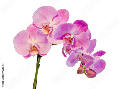 Fototapeta Naklejka Na Ścianę i Meble -  Purple, pink branch orchid  flowers, Orchidaceae, Phalaenopsis known as the Moth Orchid, abbreviated Phal