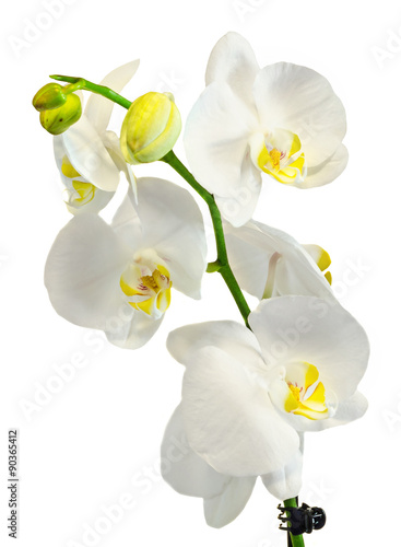 White branch orchid flowers, Orchidaceae, Phalaenopsis known as the Moth Orchid, abbreviated Phal