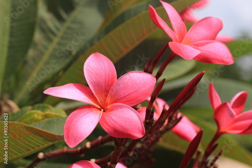 Frangipani, Dok Champa