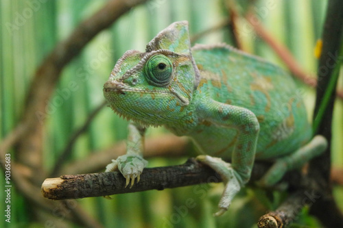 Close-up view chameleon of on the tree, focus on eye, with shallow depth of field