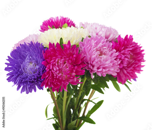 aster flower on a white background