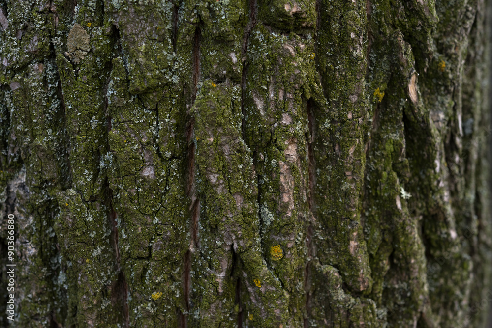 Obraz premium Текстура дерево