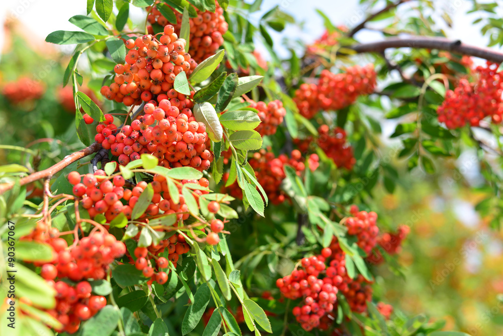 Berries ripe Rowan on a branch Berries ripe Rowan on a branch