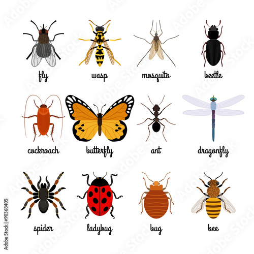 Insects icons © ssstocker