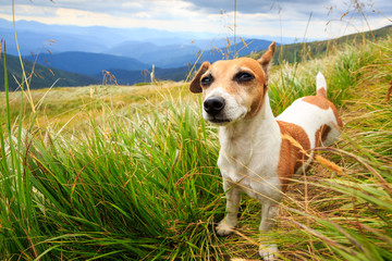 Walking dog pet in the fresh air. Nature outside. Series of photos