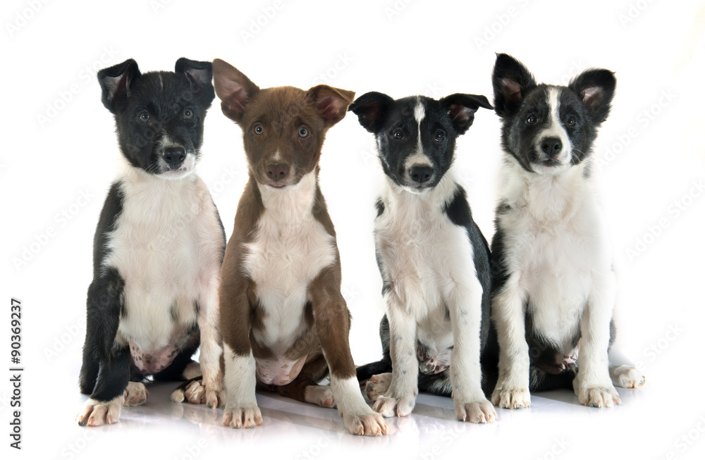 puppies border collie puppies border collie