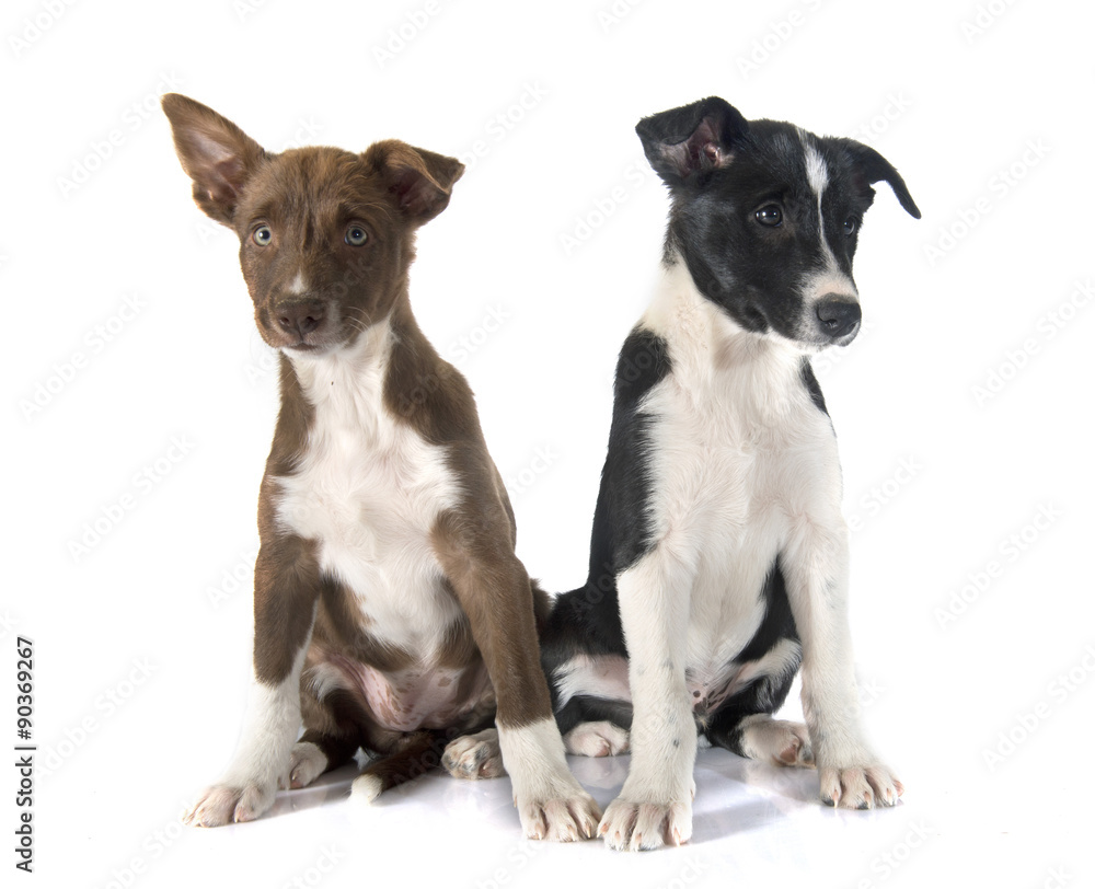 Obraz premium puppies border collie