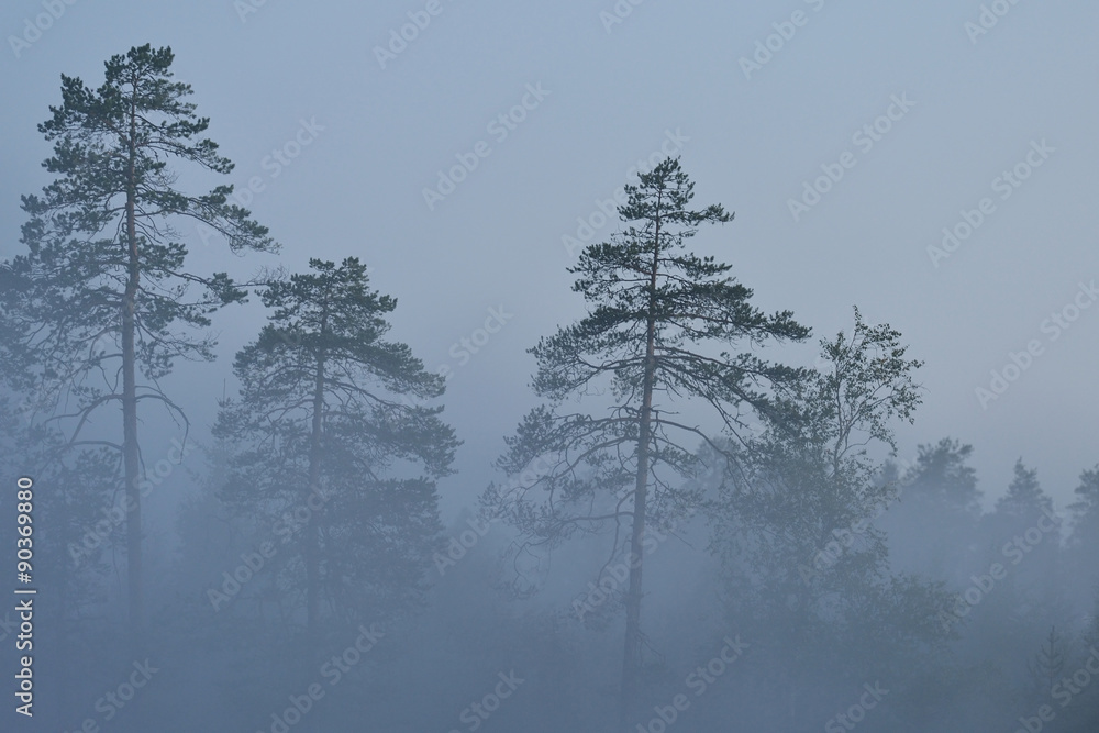 Fototapeta premium trees in the mist