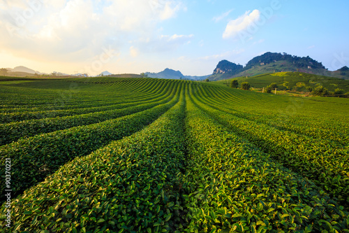 Beautiful fresh green tea plantation in Moc Chau dicstric  Son La province  Vietnam 