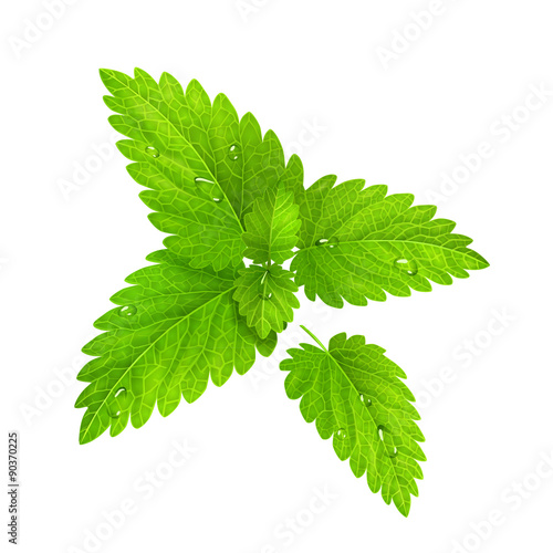 Vector. Fresh mint isolated on a white background