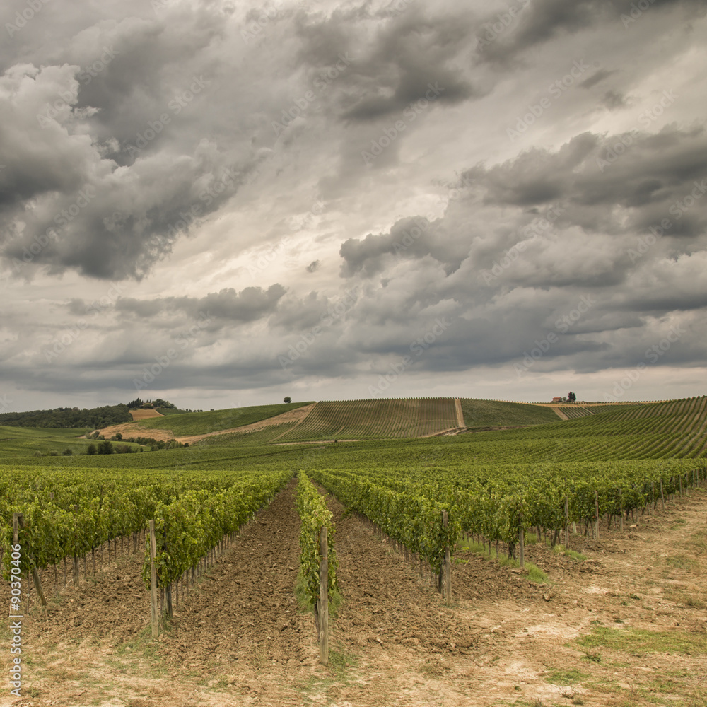 Fototapeta premium Vineyards in Tuscany
