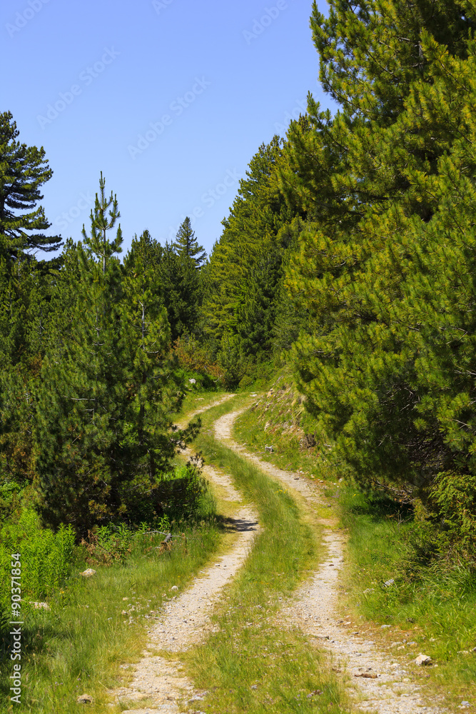View of ground road in the forest of Prokletije national park, Montenegro