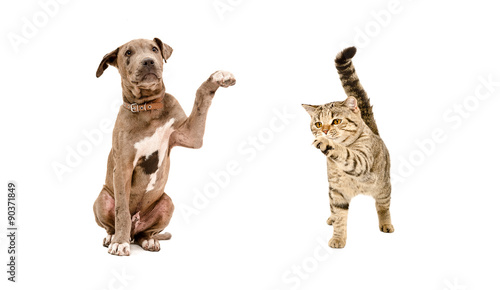 Pitbull puppy and a cat Scottish Straight standing with a raised paw