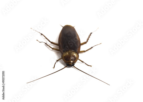 cockroach