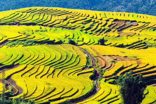 Terraced rice fields in Vietnam 