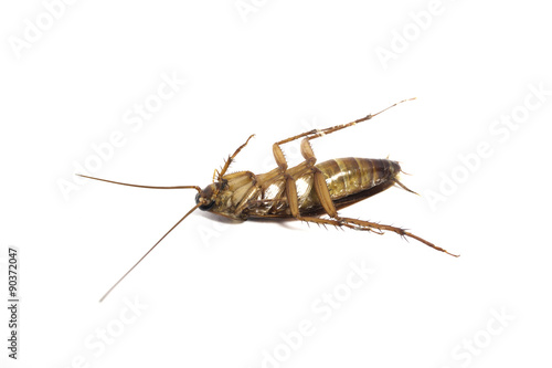 cockroach © thanandorn