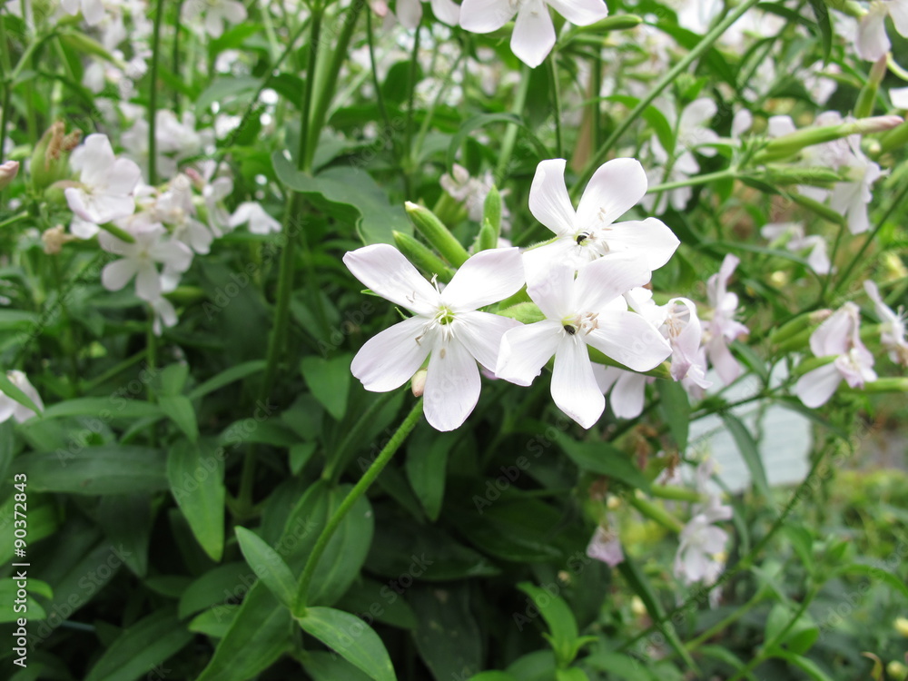 Blühendes Seifenkraut, Saponaria officinalis Blühendes Seifenkraut, Saponaria officinalis
