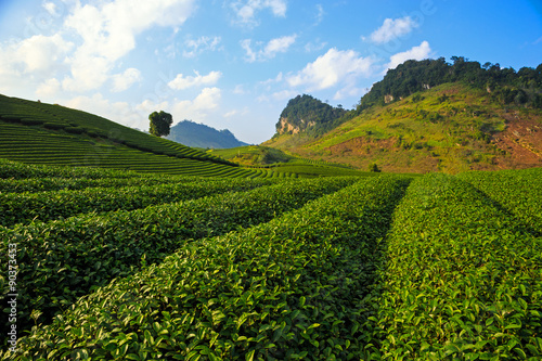 Beautiful fresh green tea plantation in Moc Chau dicstric, Son La province, Vietnam  © bvh2228