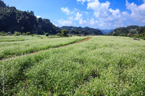 White rapeseed flower field in Moc Chau district, Son La province, Vietnam