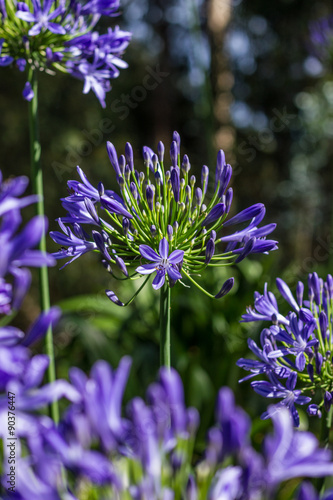 Agapanthus Africanus  African Lily  Coroas de Henrique